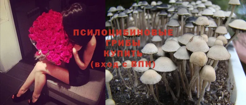 Псилоцибиновые грибы Psilocybine cubensis  Инсар 